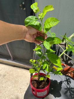 Papaya Plant w/ extra