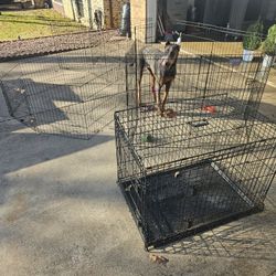 DOG MEDIUM CAGE  AND 2 DOG PLAYPENS