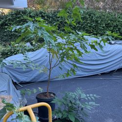 Fig Tree In Large Pot 
