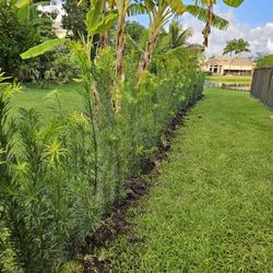 Podocarpus  About  4 Feet Tall 
