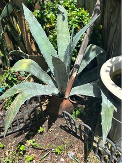 Large Agave plant!