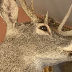 Vintage Whitetail Deer Taxidermy Shoulder Mount Wall Décor