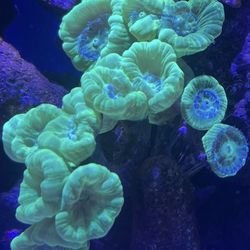 Coral decoration Green candy cane coral