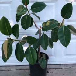 Rubber plant. Planta de hule