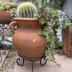 Large Succulents Arrangement Centerpiece Entryway Cactus Hanging Plants Large Terracotta Planter With Antimatter Heavy Footed Plant Stand Barrel Cacti