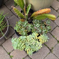 Succulents And Cactus Orhcid $15