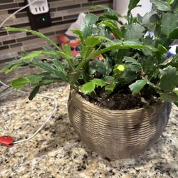 Holiday  Cactus 🌵 $20