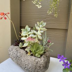🎁Beautiful Arrangement From Different Succulents in Heavy Pot 9"x6"x3.5"