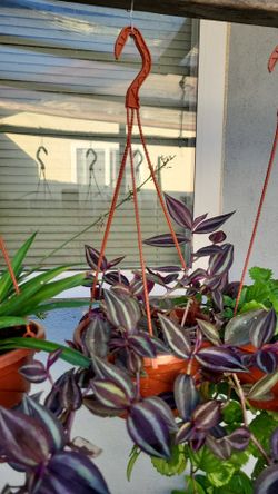 Purple Tradescantia zebrina 