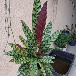Calathea Rattlesnake Plant $35
