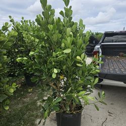 huge clusias Over 6 feet tall Instant Privacy Hedge For Fence 