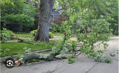 Need Tree Debris Hauled Away?