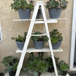 Collection Of Well Established Succulents.