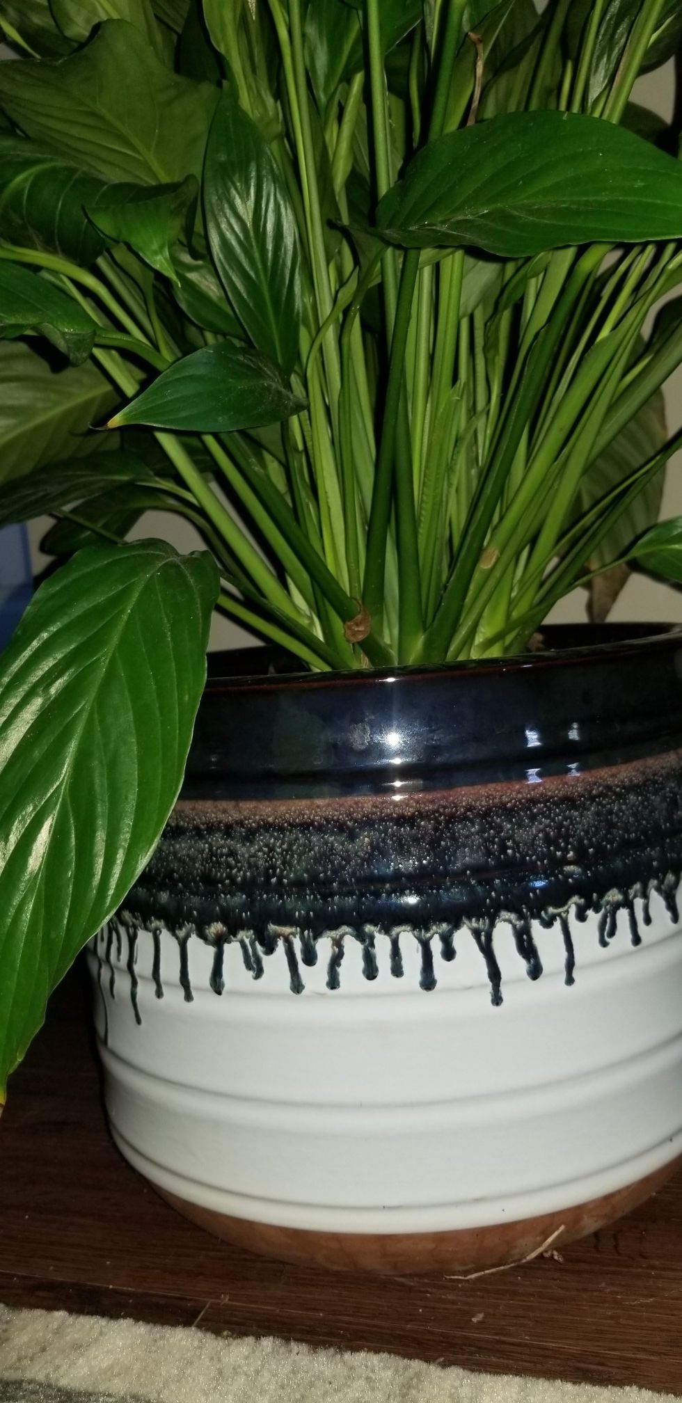 Large Lilly plant and pot