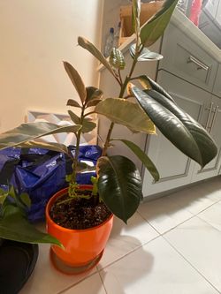 Free plants  Rubber plant and Anthurium plant in Maspeth queens