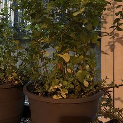 Plants Variety. 