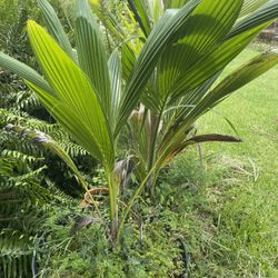 Coconut Palms