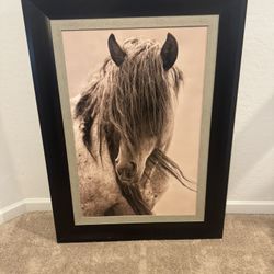 Large Horse Photo 