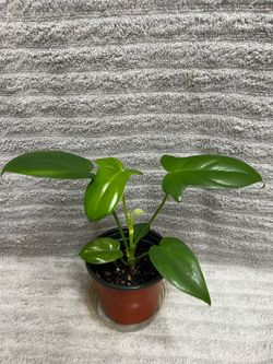 Indoor Live Plant