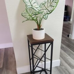 Decorative Metal Plant Stand 🪴 
