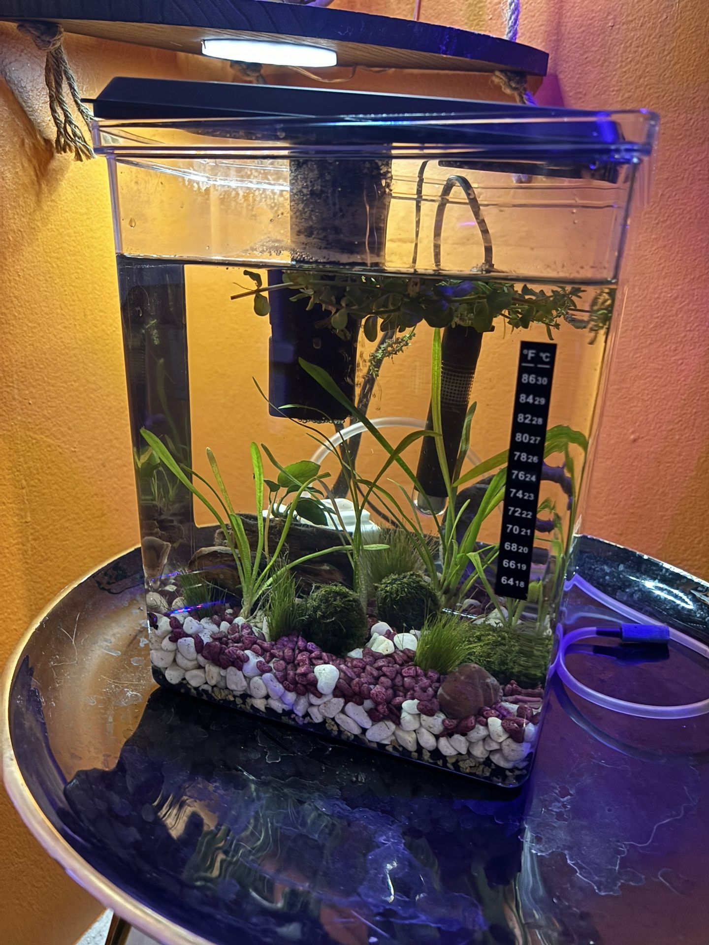 3 Gal Fish Tank ( Everything Included)