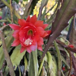 Red Epiphyllum Flowering Cactus
