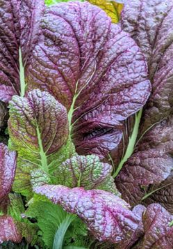 Red giant mustard seed + 2 gift