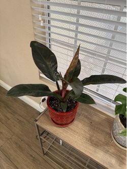 Live Philodendron Black Cardinal Plant with Ceramic Pot (Please read full description)