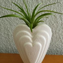 Air Plant In White Heart Planter 