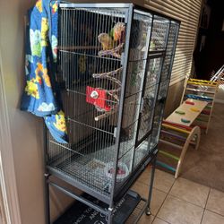 Two Green Cheek Conures & Cage 