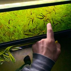 Aquarium Grass for sale