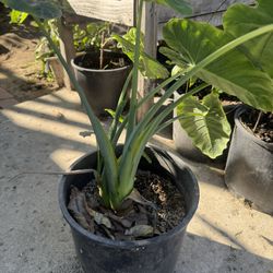 Taro Plant