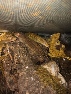 Toy reptiles and enclosures