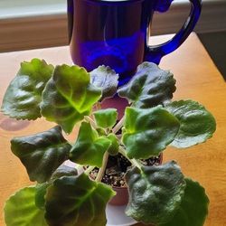 African Violet Double Green /white Flowers With Quilted  Leaves