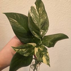 Albo Pothos Plant Cuttings
