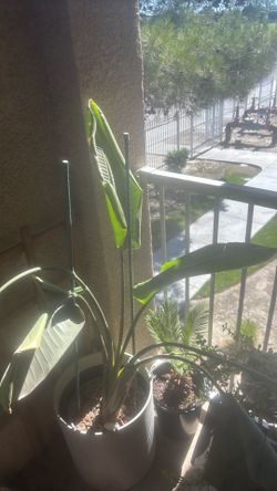 Birds of Paradise Plant
