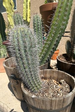 Cardon cactus | false saguaro cactus