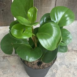 Green Baby Rubber House Plant Peperomia Obtusifol Green Houseplant