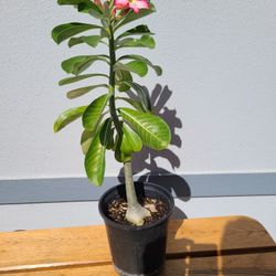 Pink Desert Rose In Bloom