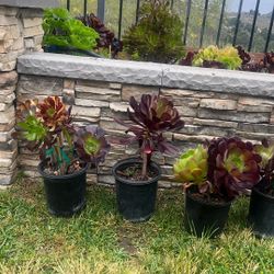 Succulents 