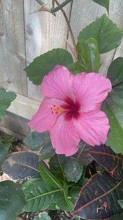 🌺🌺PINK HIBISCUS 🌺🌺