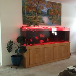 Fish Tank 