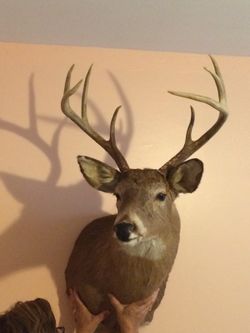 Whitetail professional mount
