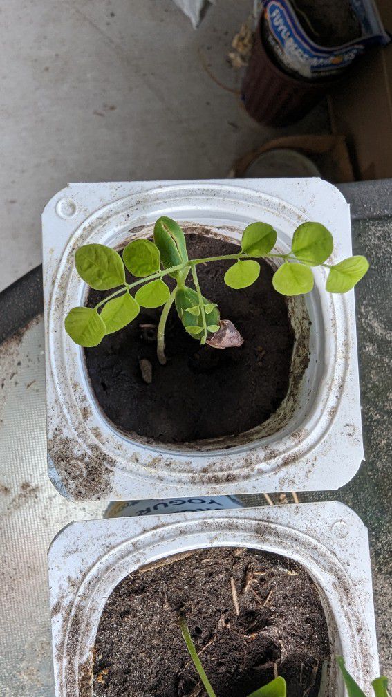 Starfruit (Carambola) Seedlings