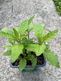 Planta de epazote