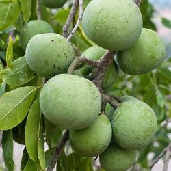 Grafted Vernon White Sapote Tree 😃😃😃😃😃🌿🌿🌿🌿