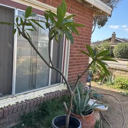 Planta 