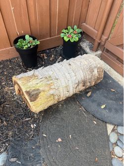 Trunk of palm tree - FREE