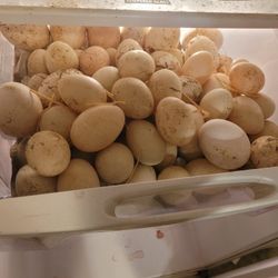Ducks Eggs