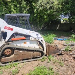 Bobcat